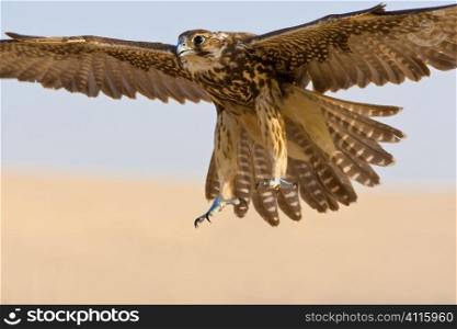 A falcon coming for the kill, shot in a middle eastern desert location.