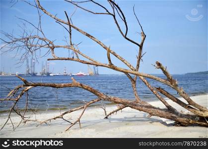 A fallen and decaying tree laying on the beach of Singapore. A fallen and decaying tree laying on the beach