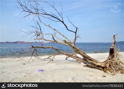 A fallen and decaying tree laying on the beach of Singapore. A fallen and decaying tree laying on the beach