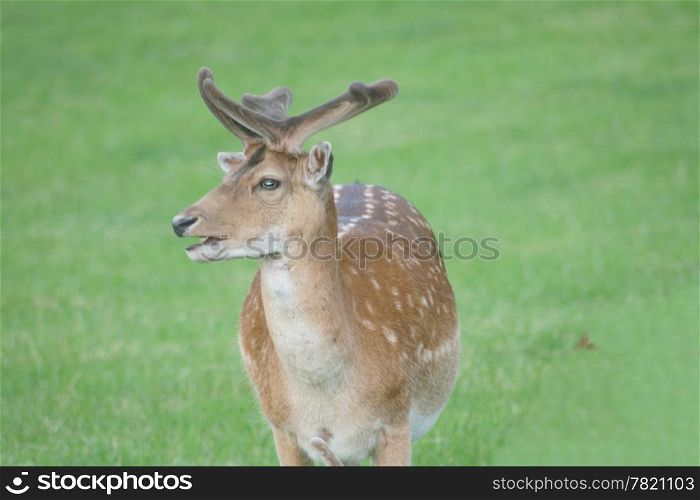 a fallow deer-bull on a green glade