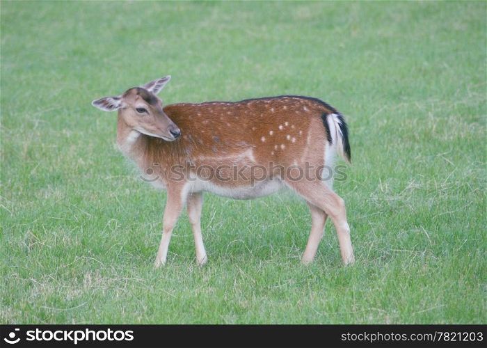 a fallow deer on a green glade