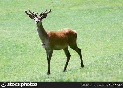 a fallow deer on a green glade. ein Damhirsch auf einer gr?nen Lichtung