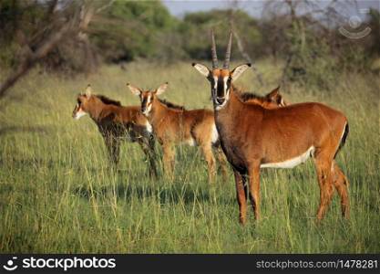 A family group of sable antelopes (Hippotragus niger) in natural habitat, South Africa