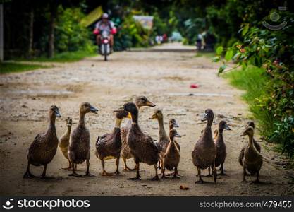 A family of ducks takes a walk down a dirty road in Thailand
