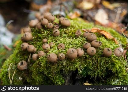 a family of mushrooms growing among moss. macro