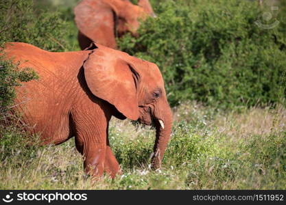 A family of red elephants is walking between the bush. A red elephant family is walking between the bush