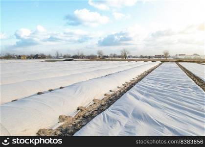 A farm field covered with a spunbond spunlaid nonwoven to protect potato plants from unstable weather. Early harvest of potatoes. Use of new technology materials on farms in emerging market countries.