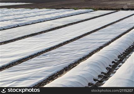 A farm field covered with a white spunbond membrane to protect young potato bushes from low temperatures and unstable weather. Getting an early harvest of potatoes for sale and export at a high price.