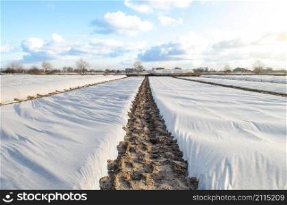 A farm field covered with a white spunbond spunlaid nonwoven fiber to protect young potato bushes from unstable weather. Getting an early harvest of potatoes for sale and export at a high price.