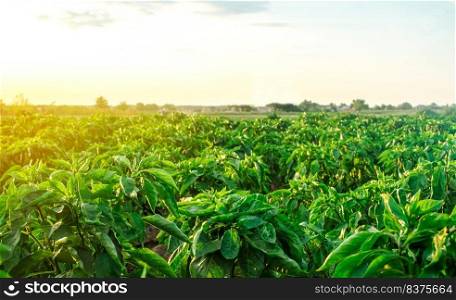 A farm field planted with pepper crops. Growing capsicum peppers. Food production. Agroindustry agribusiness. Agriculture, farmland. Growing organic vegetables on open ground.. A farm field planted with pepper crops. Growing capsicum peppers, leeks and eggplants. Food production. Agroindustry agribusiness. Agriculture, farmland. Growing organic vegetables on open ground.
