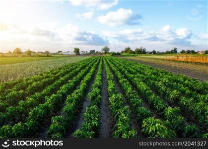 A farm field planted with pepper crops. Growing capsicum peppers, leeks and eggplants. Growing organic vegetables on open ground. Food production. Agroindustry agribusiness. Agriculture, farmland.