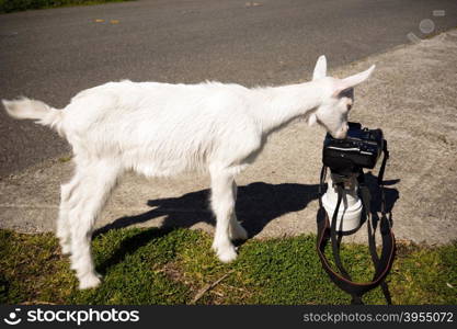 A farm goat runs loose looking for stuff to eat