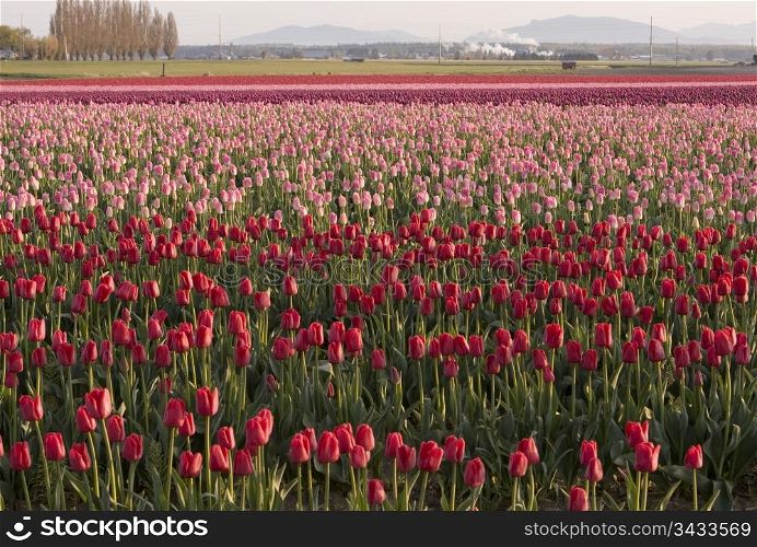 A farm with a field of tulips in the Skagit Valley. As part of the annual Tulip Festival, farms are bright with the colorful flowers.