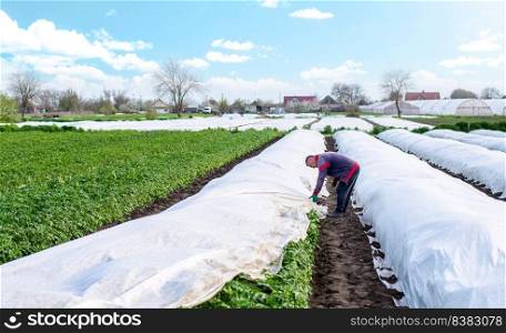 A farmer covers a potato plantation with agrofibre before a cold night. Opening of young potatoes plants as it warms. Agroindustry. Hardening of plants. Greenhouse effect for care and protection.