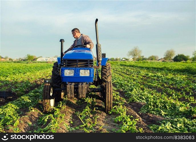 A farmer drives a tractor across the field and harvests potatoes. Harvest first potatoes in early spring. Farming and farmland. Agro industry and agribusiness. Support for farms. Harvesting