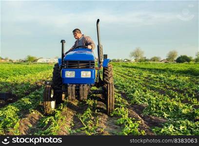 A farmer drives a tractor across the field and harvests potatoes. Harvest first potatoes in early spring. Farming and farmland. Agro industry and agribusiness. Support for farms. Harvesting
