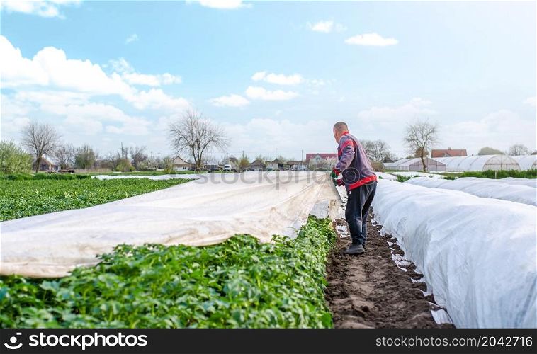 A farmer harvests white spunbond agrofibre from a potato plantation. Hardening of plants. Agroindustry, farming. Growing crops in a cold season. Use of protective coating materials in agriculture.