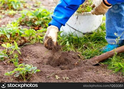 A farmer in gloves, using a shovel, in spring plants strawberry bushes and removes weeds from the beds, the background is blurred.. Gloved hands of a farmer weed strawberry bushes and weed from the soil in the garden.