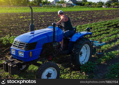 A farmer is cultivating a potato plantation. Young potatoes bushes Agroindustry and agribusiness. Farm machinery. Crop care, soil quality improvement. Plowing and loosening ground