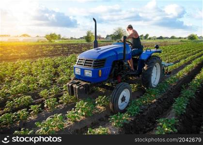 A farmer is cultivating a potato plantation. Young potatoes bushes. Farm machinery. Crop care, soil quality improvement. Plowing and loosening ground. Agroindustry and agribusiness. Farming landscape