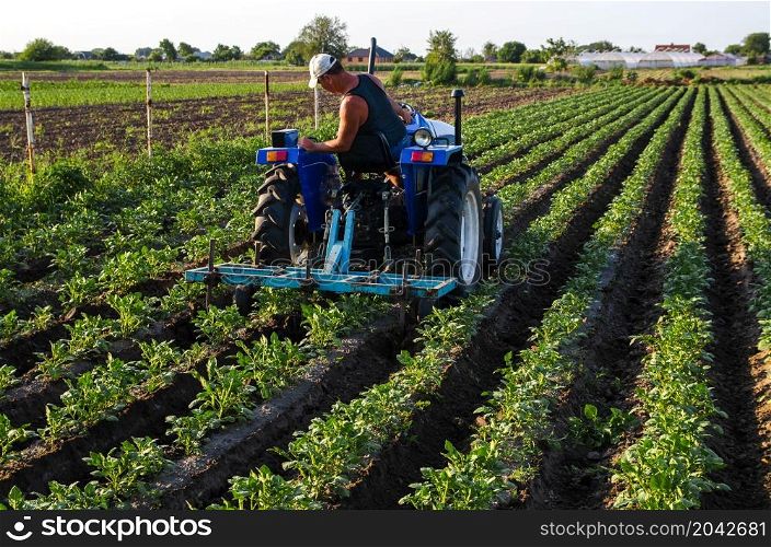 A farmer on a tractor cultivates a potato plantation. Agroindustry and agribusiness. Farm machinery. Crop care, soil quality improvement. Plowing and loosening ground. Field work cultivation.