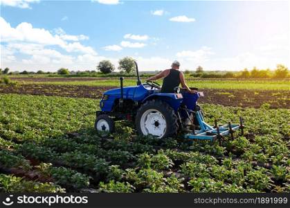 A farmer on a tractor cultivates a potato plantation. Plantation care. Agroindustry and agribusiness. Farm machinery. Plowing and loosening ground. Soil quality improvement. Agronomy