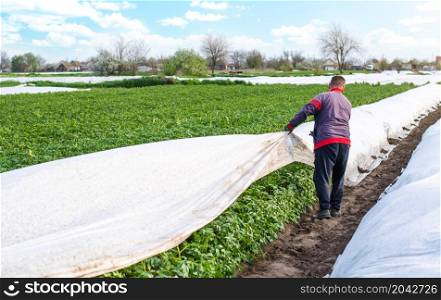 A farmer opens rows of agrofibre potato bushes in late spring. Opening of young potatoes plants as it warms. Greenhouse effect for care and protection. Agroindustry. Hardening of plants