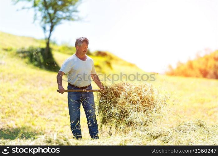 A farmer prepares the hand for eating hay of the farm cows