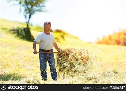 A farmer prepares the hand for eating hay of the farm cows