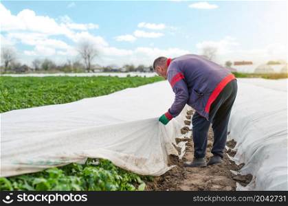 A farmer removes agrofibre from a potato plantation. Opening of young potato bushes as it warms. Hardening of plants in late spring. Greenhouse effect. Agroindustry, farming. Field work