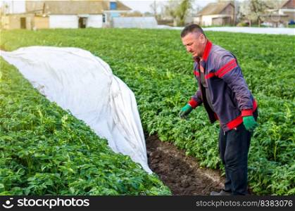 A farmer removes agrofibre from a potato plantation. Opening of young potato bushes as it warms. Greenhouse effect. Agroindustry, farming. Field work. Hardening of plants in late spring.