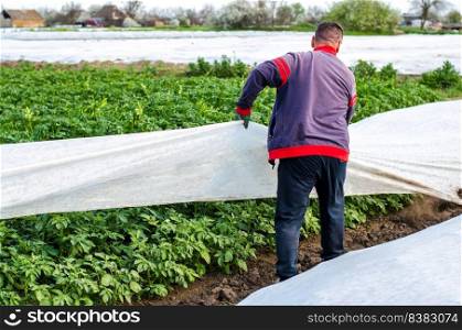 A farmer removes protective agricultural cover from a potato plantation. Greenhouse effect for protection. Agroindustry, farming. Growing crops in a cold early. Crop protection from low temperatures