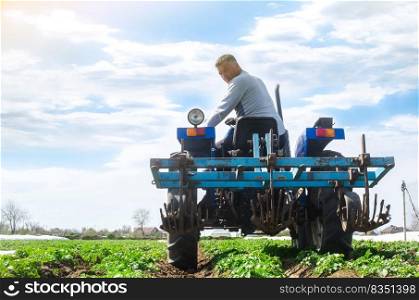 A farmer rides a tractor across the field and looks back. Agricultural farm field cultivation. Young potato bushes plantation. Loosening soil to improve air access to the roots of plants.