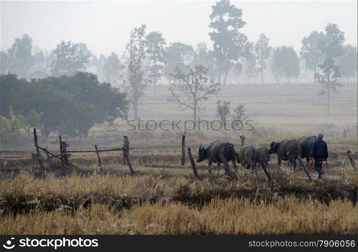 a farmer with a buffalo near the city of Amnat Charoen in the Provinz Amnat Charoen in the northwest of Ubon Ratchathani in the Region of Isan in Northeast Thailand in Thailand.&#xA;