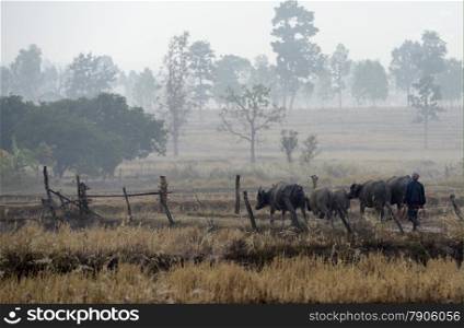 a farmer with a buffalo near the city of Amnat Charoen in the Provinz Amnat Charoen in the northwest of Ubon Ratchathani in the Region of Isan in Northeast Thailand in Thailand.&#xA;