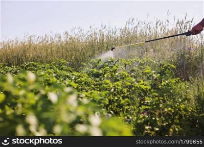 A farmer with a mist sprayer treats the potato plantation from pests and fungus infection. Use chemicals in agriculture. Agriculture and agribusiness. Harvest processing. Protection and care.. A farmer with a mist sprayer treats the potato plantation from pests and fungus infection. Use chemicals in agriculture. Agriculture and agribusiness. Harvest processing. Protection and care