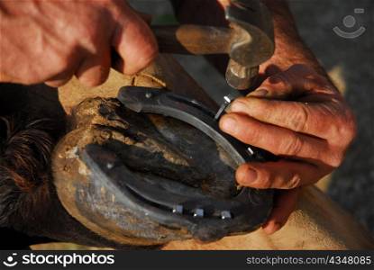 a Farrier with nail and hammer on a horses hoof