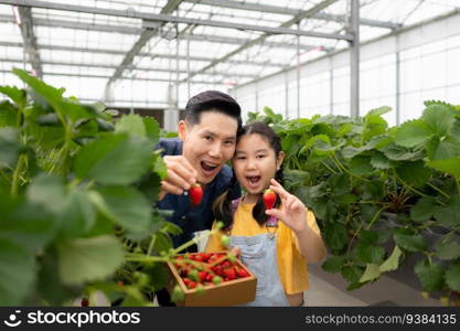 A father and daughter visit an organic strawberry garden on a closed farm. Have fun picking strawberries together.