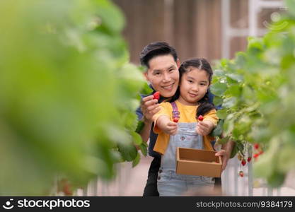 A father and daughter visit an organic strawberry garden on a closed farm. Have fun picking strawberries together.