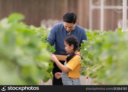 A father and daughter visit an organic strawberry garden on a closed farm. Have fun picking strawberries together.