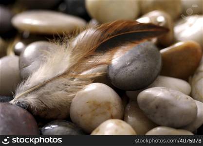 A feather on top of river rocks