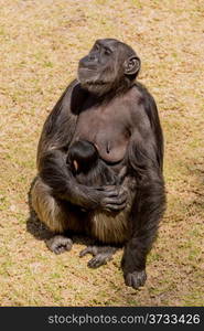 A female adult chimp sitting down and cuddling her baby