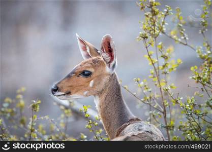 A female Bushbuck in the Kruger National Park, South Africa.