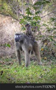 A female Chacma Baboon (Papio ursinus) with its young in the Savuti region of Botswana, Africa.