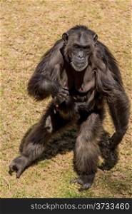 A female chimp carrying her child on her stomach