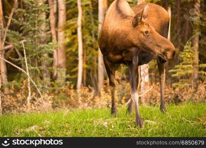 A female cow Moose takes a moment to pause checking surroundings while grazing