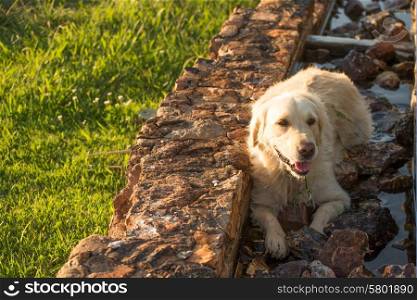 A female golden retriever dog lies resting in the water trough build fom stone while catching her breath.