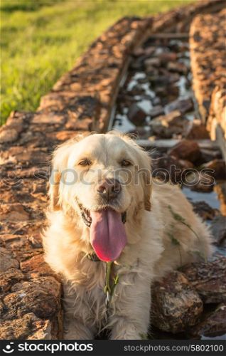 A female golden retriever dog rest in the water trough with her tongue hanging out.