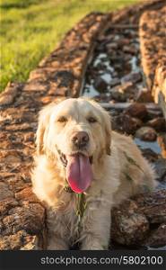 A female golden retriever dog rest in the water trough with her tongue hanging out.