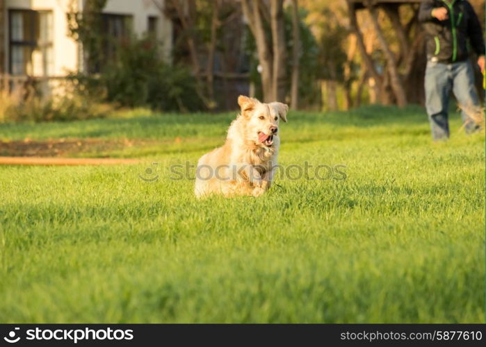 A female golden retriever dog runs and plays in the short green grass of autumn after the harvest as her owner throuws a tennis ball for her to fetch.